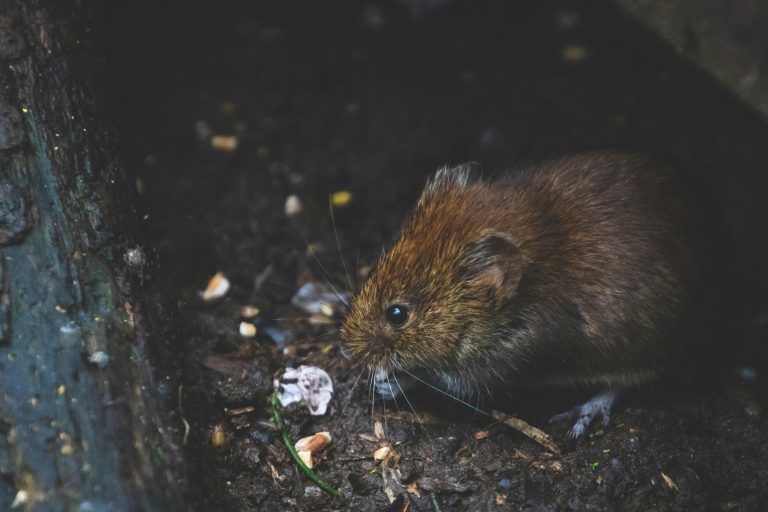 Ratten in de kruipruimte